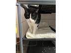 Adopt Whiskers a Domestic Short Hair