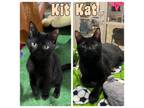 Adopt Kit Kat a Domestic Short Hair