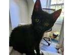 Adopt Bertin a American Shorthair