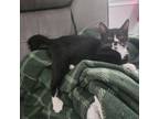 Adopt Billy (Paired with Bob) a American Shorthair