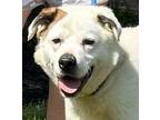 Adopt Otis a Labrador Retriever