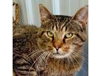 Adopt 24-13194/Simon a Domestic Short Hair