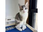 Adopt Johnny a Domestic Short Hair