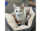Adopt Socrates a Domestic Short Hair