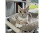 Adopt Jaden a Domestic Short Hair