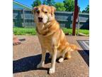 Adopt Chewie a Husky, Anatolian Shepherd