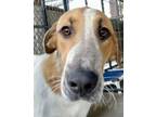 Adopt Nile a Anatolian Shepherd, Saint Bernard