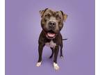 Adopt Boogaloo a Mixed Breed