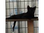 Adopt Medvedya a Domestic Short Hair
