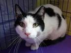 Adopt Gus a Domestic Short Hair