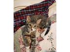 Adopt Angus a Domestic Short Hair