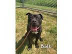 Adopt Bolt Yrly 223 a Boxer