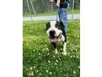 Adopt Happy Feet a Pit Bull Terrier