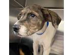 Adopt Cooper a Catahoula Leopard Dog
