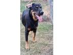 Adopt Elijah a Black and Tan Coonhound, Mixed Breed