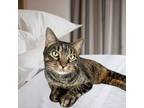 Adopt Hank a Domestic Short Hair