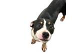 Adopt Thor a Boxer, Mixed Breed