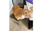 Adopt Teddy ***COURTESY POST*** a Tabby