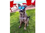 Adopt BRADLEY COOPER a Husky, Norwegian Elkhound