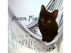 Adopt Moon Pie #a-candid-interview a Bombay
