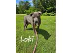 Adopt Loki a Labrador Retriever