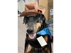 Adopt Caliban "Cali" 3267 a Doberman Pinscher