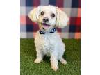 Adopt Oden a Poodle