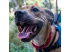 Adopt Dogwood a Boxer, Beagle