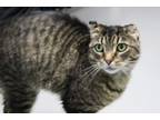 Adopt Billie a American Shorthair, Scottish Fold