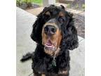 Adopt good time "Charlie" a Gordon Setter