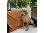 Adopt on the "Fritz" a Labrador Retriever