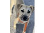 Adopt Cosmo 23D-0295 a Black Mouth Cur, Anatolian Shepherd