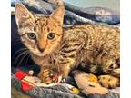 Adopt Harrison a American Shorthair