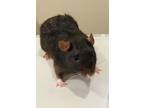 Adopt Big Bubba a Rat