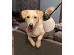 Adopt Lucky a Siberian Husky, Beagle
