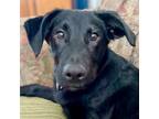 Adopt Seeker a Labrador Retriever, Terrier