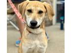 Adopt Hopper a Mountain Cur