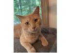 Adopt Timmy (Luckee) a Domestic Short Hair, Tabby