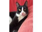 Adopt Teddy a Domestic Short Hair