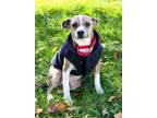Adopt Simon a Terrier