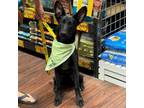 Adopt Trevor Spengler A401 a Labrador Retriever, German Shepherd Dog