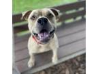Adopt Baby Boy a Pit Bull Terrier