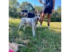 Adopt Churro a Jack Russell Terrier
