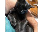 Adopt Nimbus / Clark (M) a Domestic Short Hair