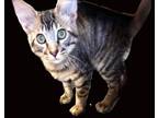 Adopt Flexsteel a Domestic Medium Hair, Tabby