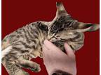 Adopt Stickley a Domestic Short Hair, Tabby