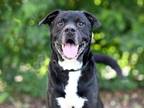 Adopt BEAR a Labrador Retriever