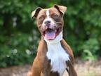 Adopt FLANDER a Pit Bull Terrier