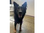 Adopt Wiley a Australian Shepherd, Mixed Breed