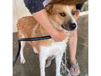 Adopt Duke a Akita, Mixed Breed